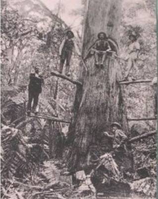 Timber getters c. 1913