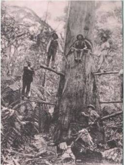 Tree Felling 1913